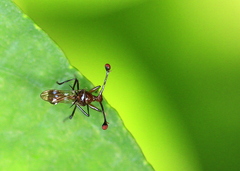 Cyrtodiopsis dalmanni