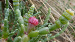 Salicornia blackiana