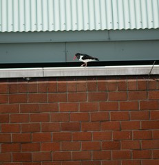 Haematopus ostralegus