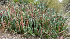 Salicornia blackiana