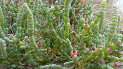 Salicornia blackiana