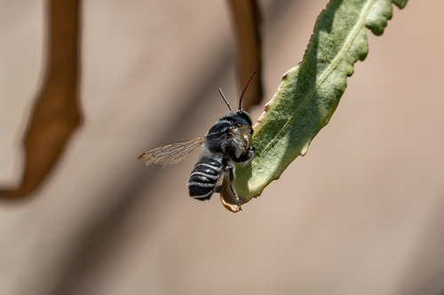 Megachile sidalceae