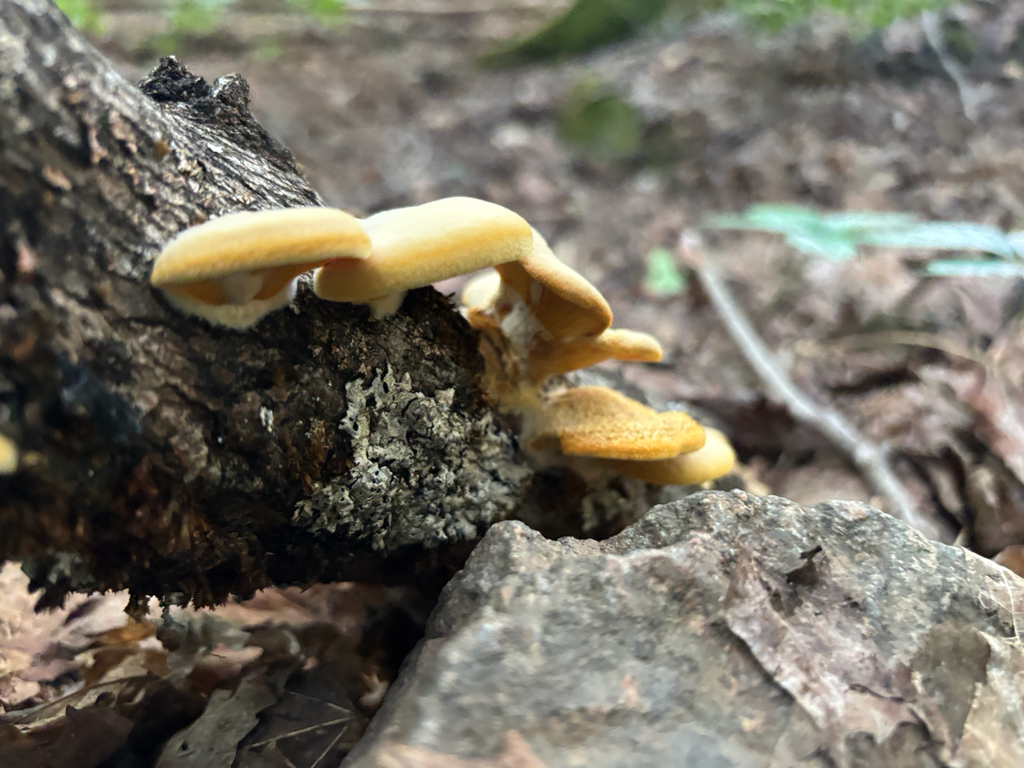 Stinking Orange Oyster · August 2026 · photo: Photo: (c) Alex Day, some rights reserved (CC BY) · iNaturalist
