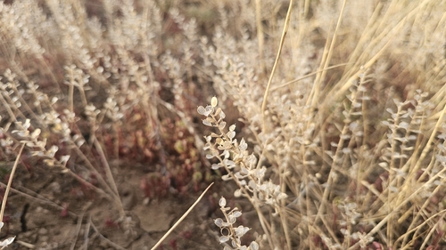 Alyssum simplex