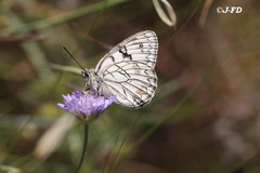 Melanargia arge