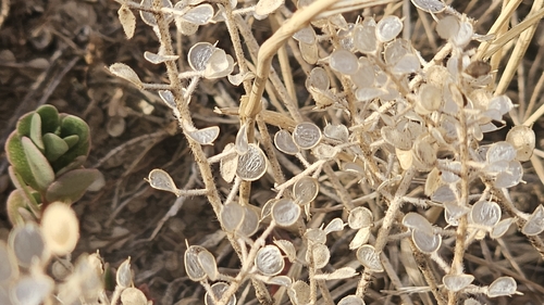 Alyssum simplex, photograph 1