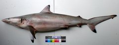 Spinner Shark photo 4