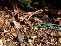 Leiocephalus barahonensis