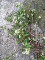 Cochlearia officinalis