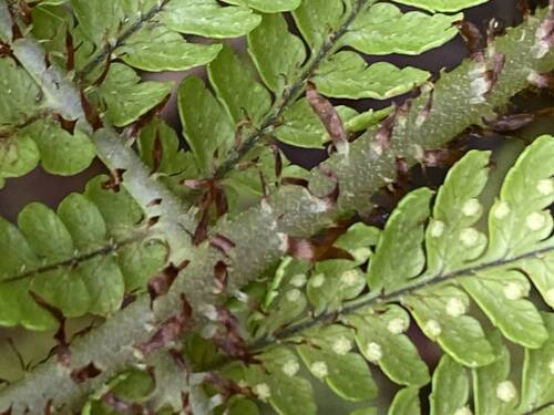 Dryopteris unidentata observed 2025-07-14