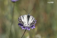 Melanargia arge
