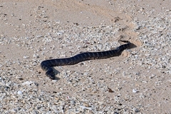 Laticauda semifasciata