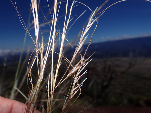 Nassella cernua observed 2026-08-21