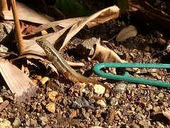 Leiocephalus barahonensis