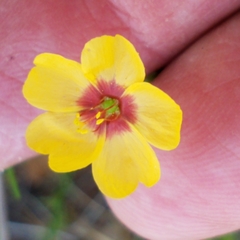 Linum hudsonioides