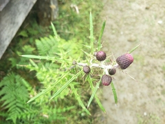 Cirsium suzukii