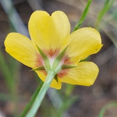 Linum hudsonioides