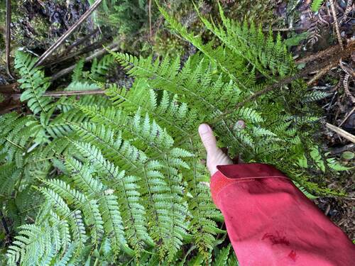 Dryopteris unidentata observed 2025-07-14