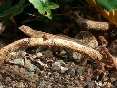 Anolis aridius