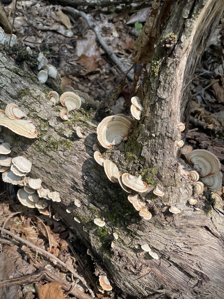 False Turkeytail · August 2026 · photo: Photo: (c) northerly, some rights reserved (CC BY) · iNaturalist