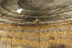 Cosmophasis bitaeniata