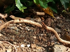 Anolis aridius