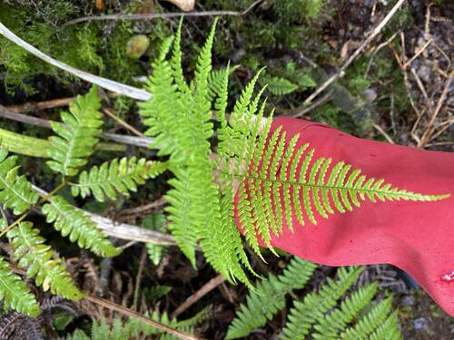 Dryopteris unidentata observed 2025-07-14