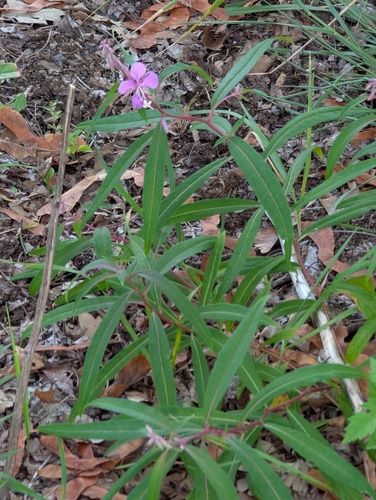 Ein weiteres Foto von Fireweed