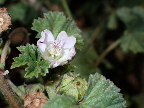 Malva neglecta observed 2026-08-21