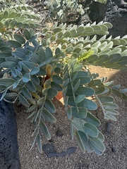 (c) Brynn Fricke, some rights reserved (CC BY) Sesbania tomentosa, photograph (c) Brynn Fricke, some rights reserved (CC BY)