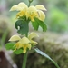 Yellow Archangel - Photo (c) Marian Talar, some rights reserved (CC BY-NC), uploaded by Marian Talar