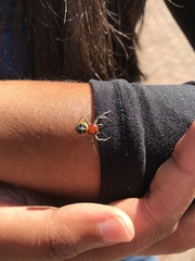 Camaricus nigrotesselatus