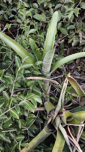Neoregelia cruenta, photograph 5