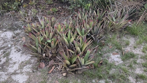 Neoregelia cruenta, photograph 6