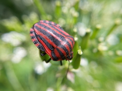 Graphosoma italicum italicum