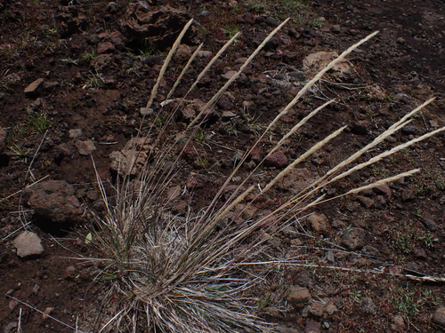 Trisetum glomeratum observed 2026-08-21