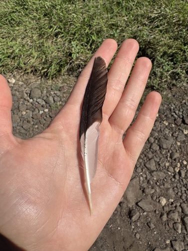 Plume de Martin triste