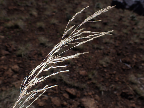 Deschampsia nubigena observed 2026-08-21