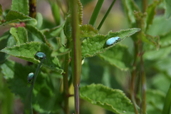 Phyllobius virideaeris