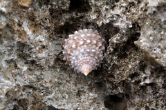 Tectarius spinulosus