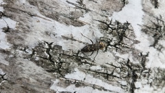 Xylotrechus rusticus