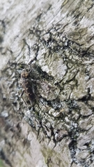 Xylotrechus rusticus