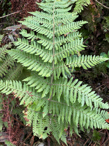 Dryopteris rubiginosa observed 2026-08-20