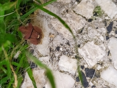 Dyroderes umbraculatus