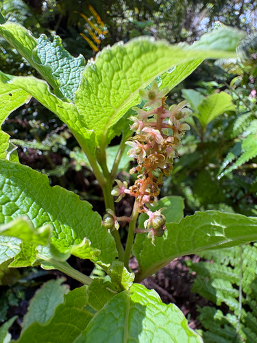 Phytolacca sandwicensis observed 2026-08-20