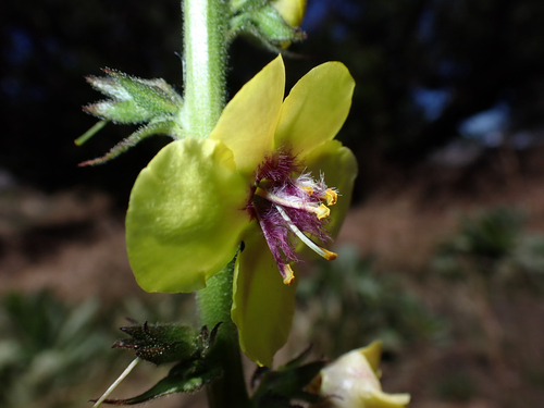 Verbascum virgatum observed 2026-08-21