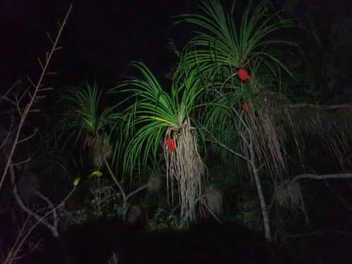 Pandanus gemmifer