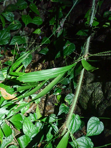 Calamus caryotoides