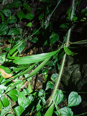 Calamus caryotoides