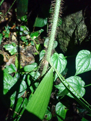 Calamus caryotoides, photograph 2